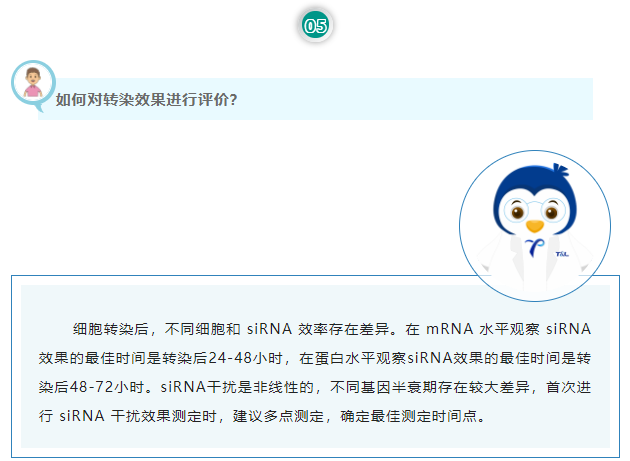 如何对转染效果进行评价？细胞转染后，不同细胞和 siRNA 效率存在差异。在 mRNA 水平观察 siRNA 效果的最佳时间是转染后24-48小时，在蛋白水平观察siRNA效果的最佳时间是转染后48-72小时。siRNA干扰是非线性的，不同基因半衰期存在较大差异，首次进行 siRNA 干扰效果测定时，建议多点测定，确定最佳测定时间点。