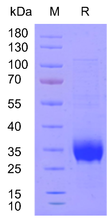W88优德官网新品速递 | 重组人TPO蛋白震撼上市！精准调控造血，解锁干细胞培养新维度